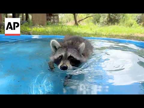 This Boot Camp For Abandoned Baby Raccoons Is Adorable