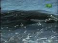Fooled By Nature Orca Whale Beaching