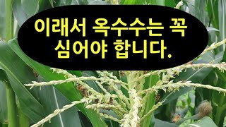 이래서 양봉농가는 옥수수를 꼭 심어야 합니다.