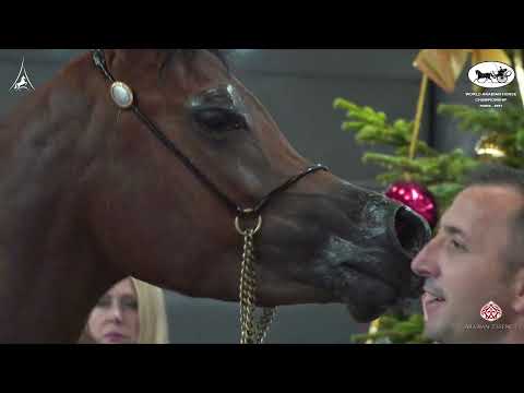 N 9 D THARIAH   World Arabian Horse Championship 2021   PARIS   Yearling Fillies Class 1B