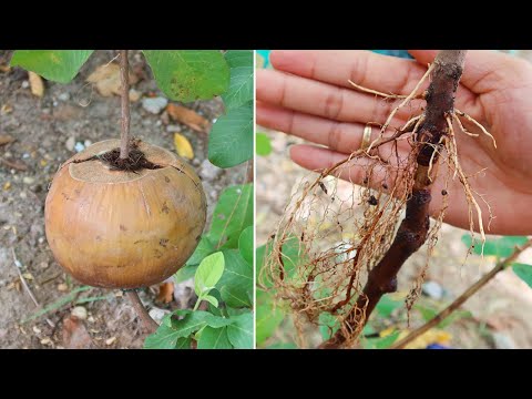The method of propagating guava with coconut banana for fast rooting