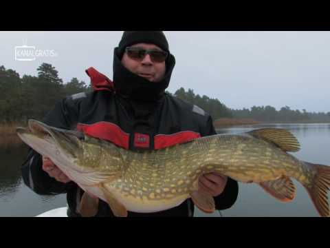 Jojje fångar fet gädda