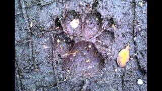 Howlin of the Wolf - Backstabber