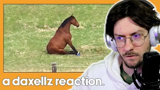 Daxellz Reacts to UNUSUAL MEMES V235