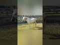 HONGRE CAMARGUE
