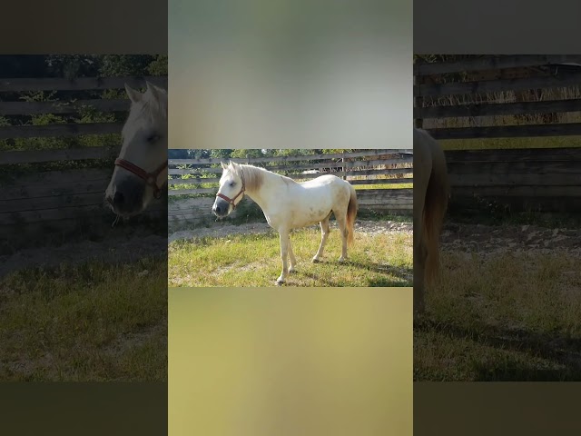 HONGRE CAMARGUE