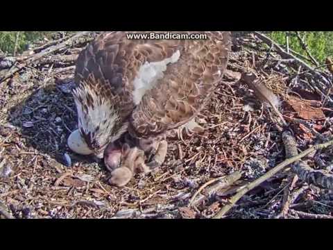 2017-06-08 09:31 LAT Osprey - Here I am, the third cute and tiny chick