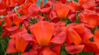 I Will Always Love You - Jane McDonald,  ...for AS