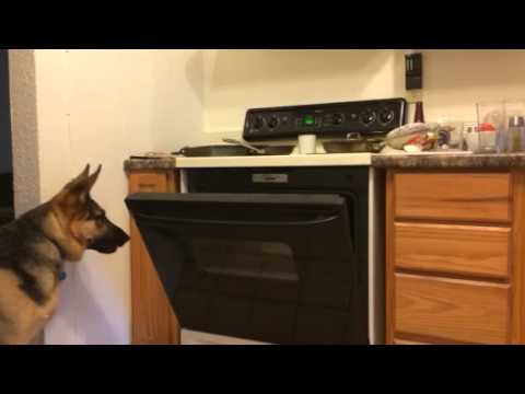 Rocky the German Shepherd Steals Pizza Out of the Oven