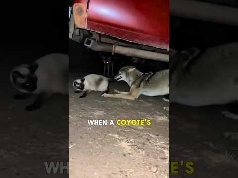 Pitbull Snaps Chain to Fight Coyotes & Save Cat—Forever Bond! 😱🐶🐱 #shorts