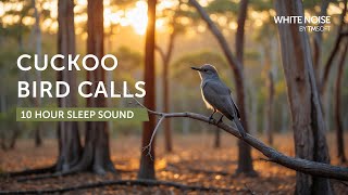 Sunset Cuckoo Bird & River- 10 Hours Sleep Sound - Black Screen