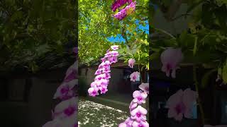 Orchid, Maldives, Island