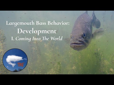 Largemouth Bass Behavior 2: After The Spawn: Development: Coming Into The World