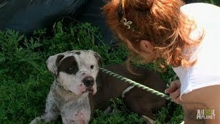 Rescuing a Dog with Deep, Infected Wounds | Pit Bulls and Parolees