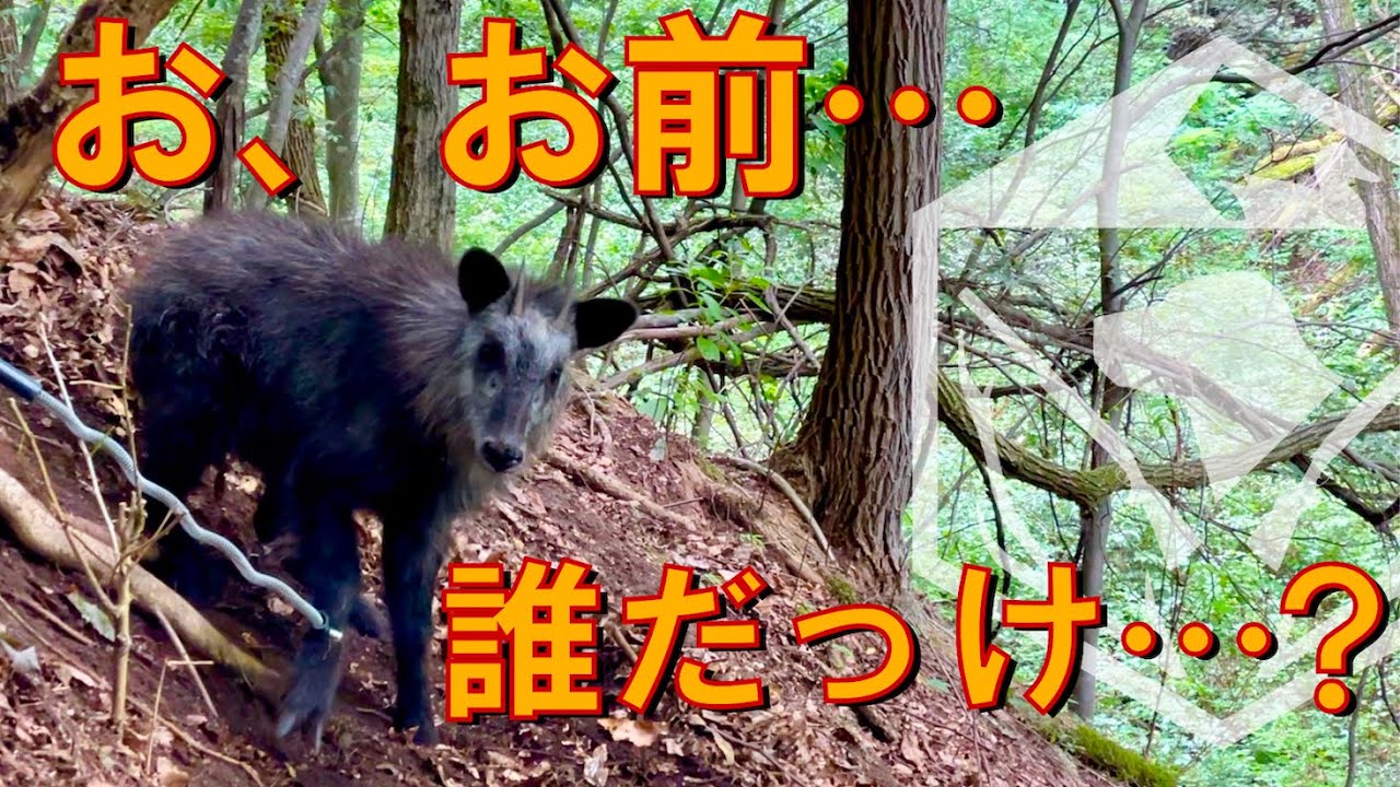 【放獣】天然記念物カモシカの錯誤捕獲！！