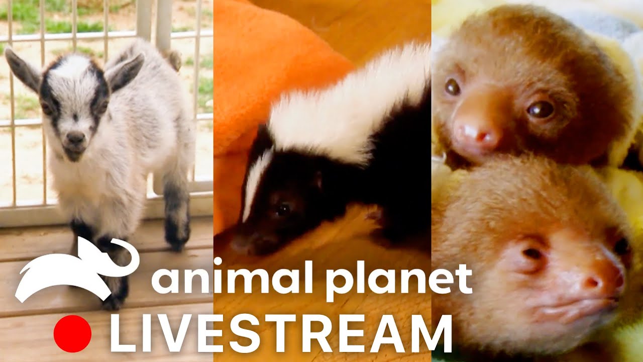 WATCH LIVE 🔴 Baby Sloths, Goats, Skunks, and More! | Too Cute! | Animal Planet