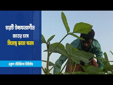 সয়াবিন চাষে সুখবর