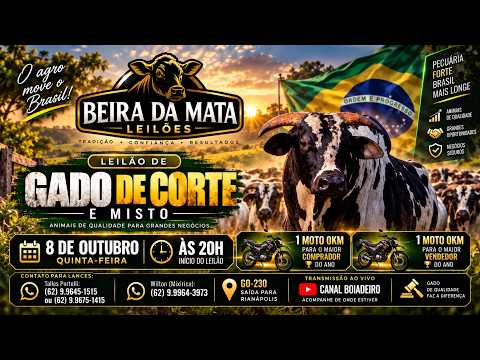 Beira da Mata Leilões - Uruana GO - Leilão de Gado de Corte em Goiás @canal.boiadeiro #live #gado