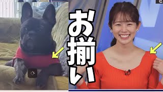 奇跡的に犬と服装がかぶったお天気お姉さん【青原桃香】