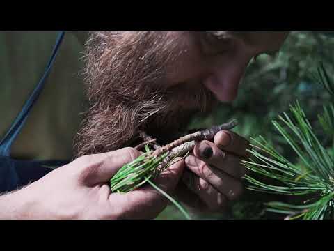 Zirbenöl - Südtirolwelt