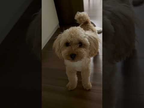 経営学科 飼い主のベッドに上げて欲しいトイプードル9ヶ月　 #toypoodle #トイプードル
