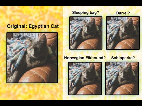 Simulating a Primary Visual Cortex at the Front of CNNs Improves Robustness to Image Perturbations