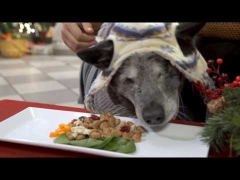 30 Homeless Pets and 1 Holiday Feast | Freshpet