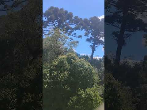 A dança das araucárias ❤️🌱 #paraná #ventania #vento