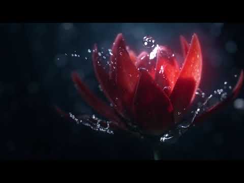 CGI Animated Spot HD "Bloom Spot" by Josh Clos, Romain Faure, Cristina Barna