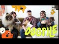 Gameplay-Video von Dogpile  Alle Plattformen