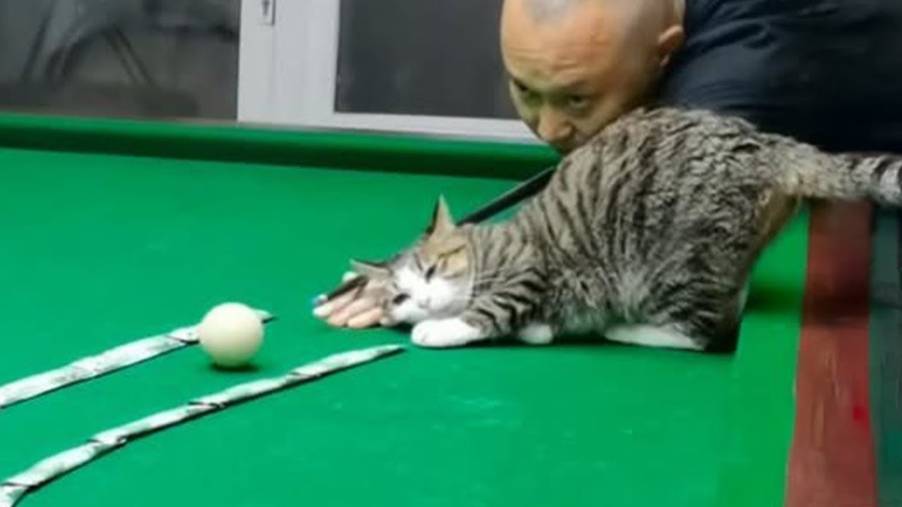 When a Cat Imitates You, Life’s Never Boring 🐾