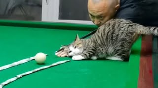 When a Cat Imitates You, Life’s Never Boring 🐾 MQDEFAULT Thumbnail