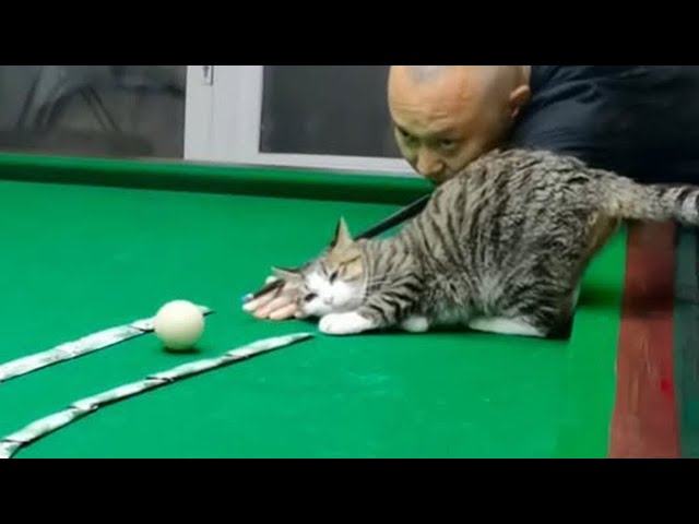 When a Cat Imitates You, Life’s Never Boring 🐾 SDDEFAULT Thumbnail