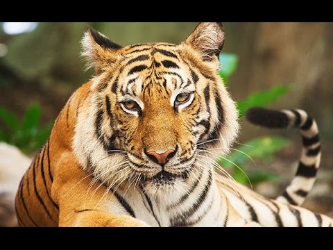 The Land of Legends Theme Park Турция, Белек 2017