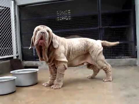 CADABOM'S GHOST WORLD'S BEST & BIGGEST NO.1 NEAPOLITAN MASTIFF most expensive Rs 20 crore dog