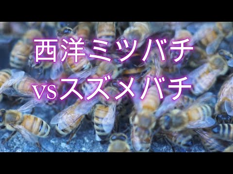 経済学科 晴蜂雨読⑧／西洋ミツバチvsスズメバチ (8月、その1)／山崎亮一／日仏英字幕付き