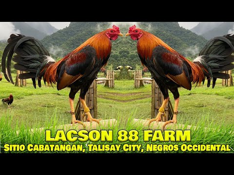 Beautiful John Bishop Kelso LACSON 88 FARM Talisay - Farm Visit