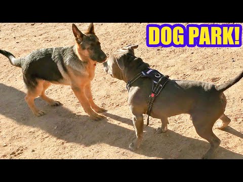 FIRST TIME AT DOG PARK GERMAN SHEPHERD PUPPY JERICHO 2021