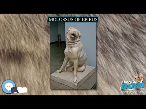 Molossus of Epirus 🐶🐾 Everything Dog Breeds 🐾🐶