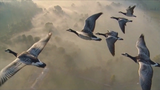 The Chameleons - View from a Hill (video)