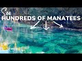 See Where Hundreds Of Manatees Gather During Winter In Florida Blue Spring State Park