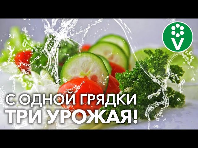 ВСЁ ПРОСТО! ПОЛУЧИТЕ ОВОЩИ БЫСТРЕЕ НА ЦЕЛЫЙ МЕСЯЦ, следуя ЭТИМ рекомендациям!