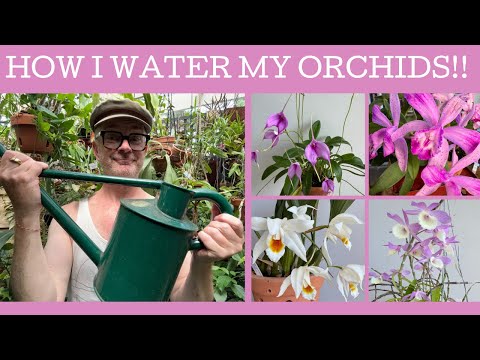How I water my orchids!