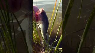 Best Way to Fish the Rat-L-Trap