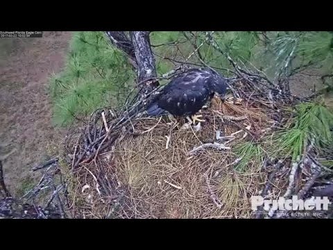 E9 spends rainy day in nest