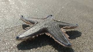 preview picture of video 'Starfish(seastar) in the beach of tarkali devgad beach'