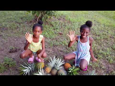 Harvesting Pineapple  🍍 with the kids. #africa #family #lifestyle #lifeisbutadream  #diaspora, 