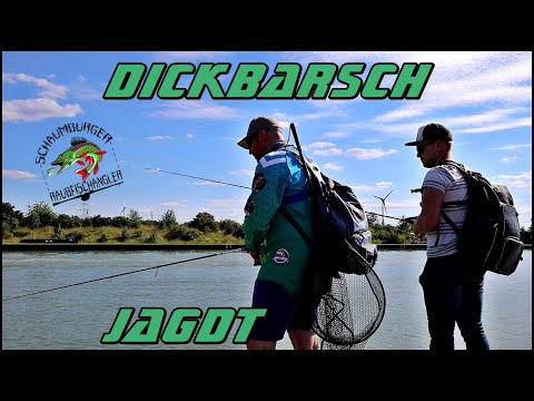 Die Barschjagdt beginnt! | Wo stehen hier die 40+ Barsche?