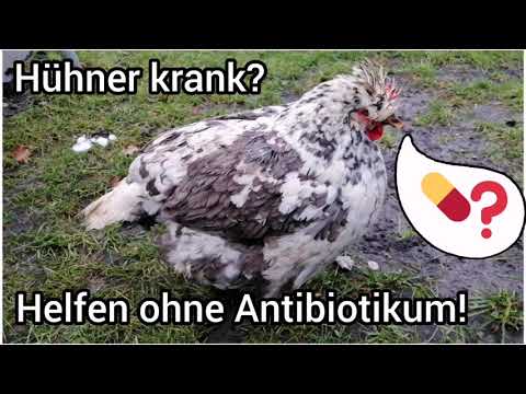 , title : 'Hühner krank was tun? Henne erkältet, hustet, niest, hat schnupfen? Natur Heilmittel: Zwiebel'