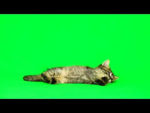 Full HD Green Screen Cat Video 1080HP!!